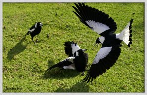 69magpie