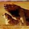 Lioness