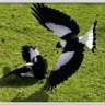 69magpie