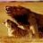 Lioness